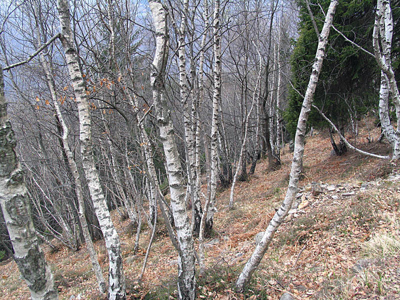 Betula pendula Roth / Betulla verrucosa